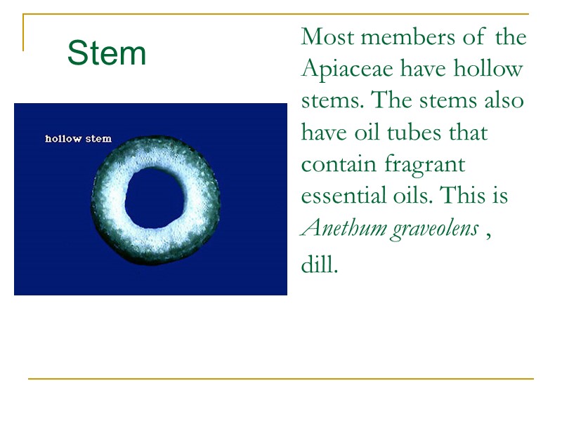 Most members of the Apiaceae have hollow stems. The stems also have oil tubes